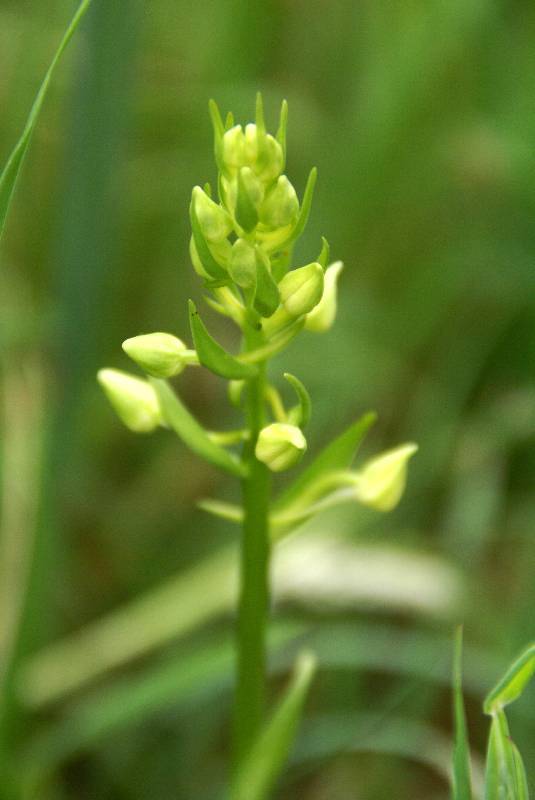 Unser Orchideenpark Bild Nr.077